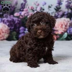 Oscar, Havapoo Puppy